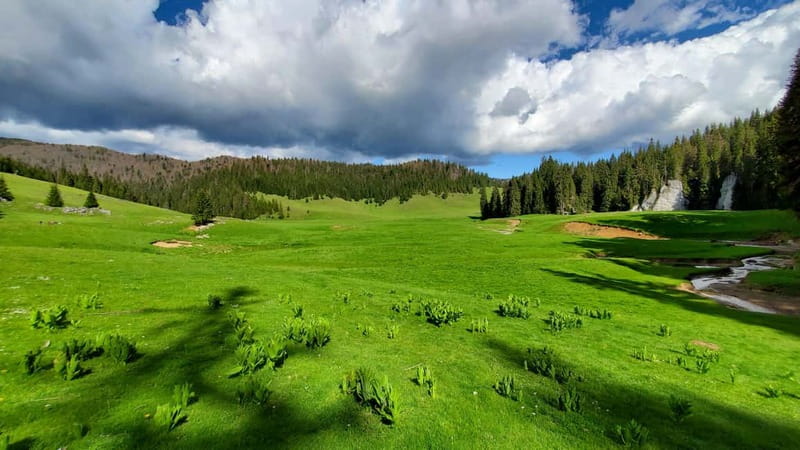 From Oradea: Apuseni Mountains Guided Hiking Tour - Why This Apuseni Hike Feels Worth Your $93