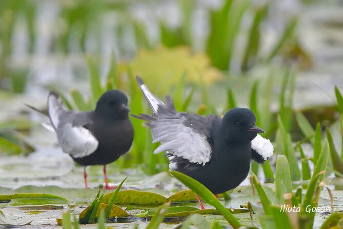 Guided Birdwatching day trip to the Danube Delta - private program - Danube Delta birdwatching from Tulcea: what makes this private charter work