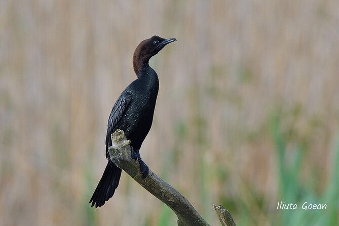 Guided Birdwatching day trip to the Danube Delta - private program - How to pack for rain, insects, and sun on the water
