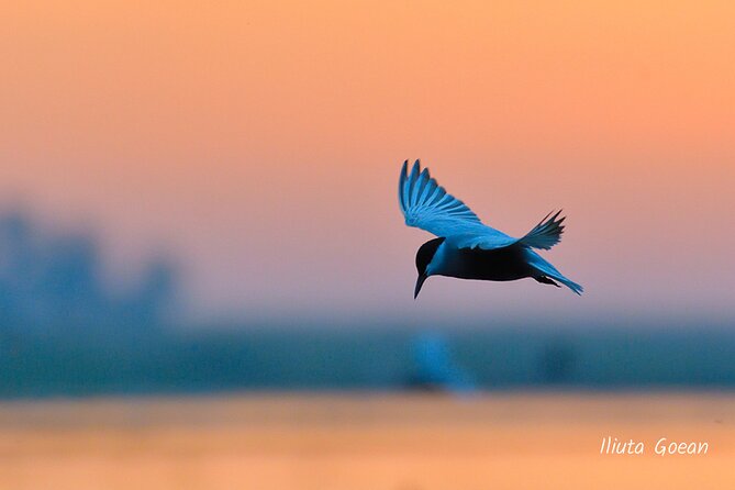 Guided Birdwatching day trip to the Danube Delta - private program - Price and logistics: what you pay, what you do not, and how to budget