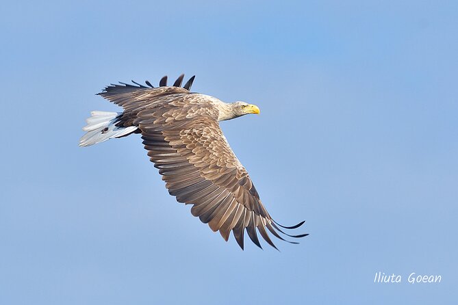 Guided Birdwatching day trip to the Danube Delta - private program - Should you book this Danube Delta private birdwatching day trip?