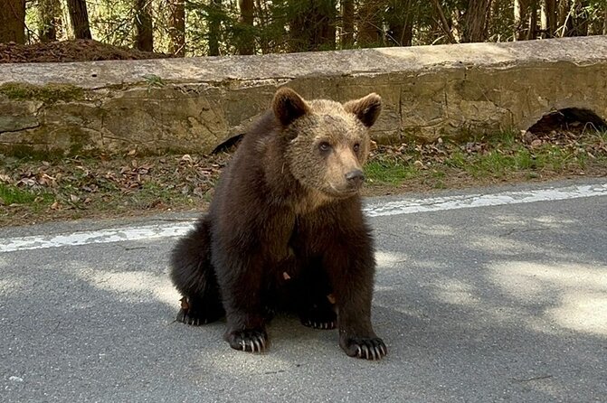Hike to Poenari Fortress, Vidraru Dam, Argeș Monastery - Private - FAQ