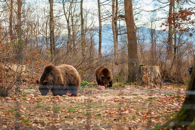 Legends&Wildlife Awaits: Dracula's Castle & Bear Sanctuary - Who should book this day trip