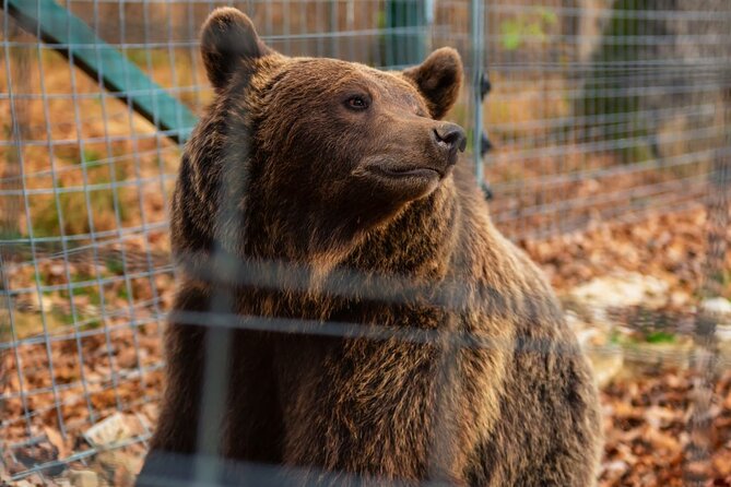 Legends&Wildlife Awaits: Dracula's Castle & Bear Sanctuary - Should you book Draculas Castle & Bear Sanctuary?