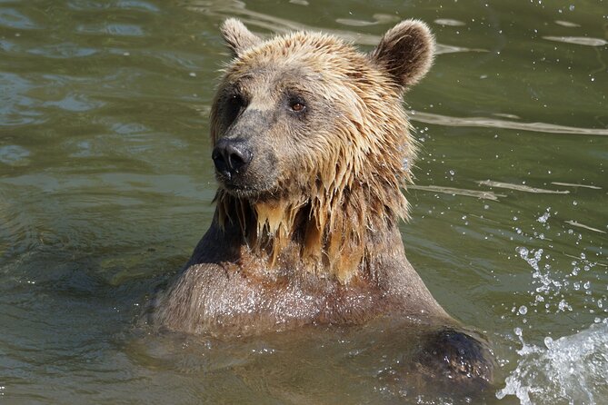 Libearty Bear Sanctuary and Dracula's Castle - Day Tour from Bucharest - Bucharest to Transylvania in One Day: What You Actually Get