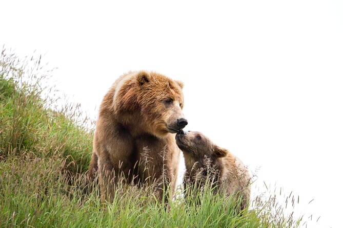 Libearty Bear Sanctuary and Dracula's Castle - Day Tour from Bucharest - Libearty Bear Sanctuary: Real Forest, Real Rescues, Real Walking