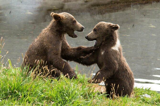 Libearty Bear Sanctuary and Dracula's Castle - Day Tour from Bucharest - Pickup, Small Group Comfort, and the Guide Factor