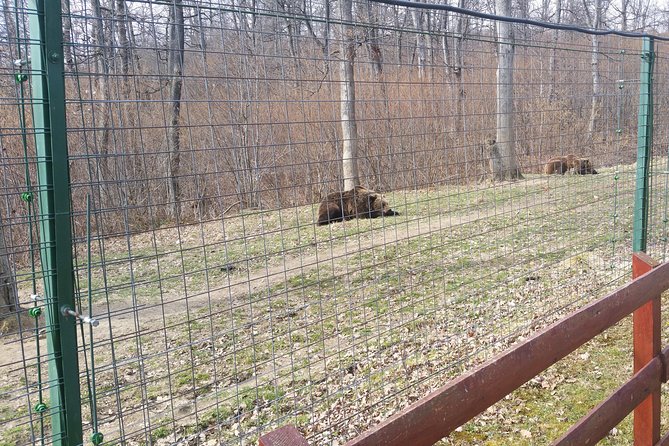 LiBearty Bear Sanctuary Zarnesti Small-Group Trip from Brasov - Key points I’d bet on