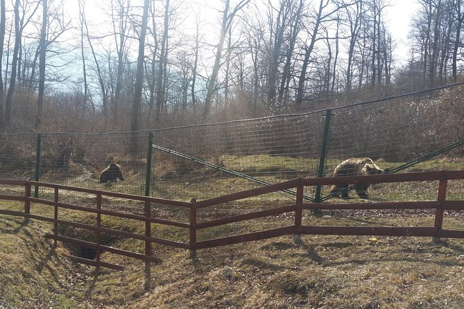 LiBearty Bear Sanctuary Zarnesti Small-Group Trip from Brasov - The small-group Brasov ride: early start, comfort, and fewer hassles