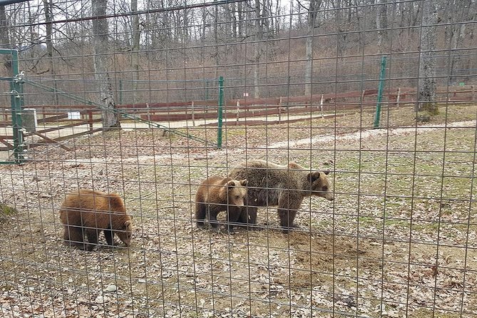 LiBearty Bear Sanctuary Zarnesti Small-Group Trip from Brasov - Value check: the $90.11 price and what still costs extra