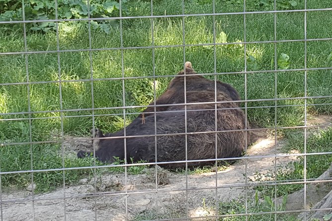 LiBearty Bear Sanctuary Zarnesti Small-Group Trip from Brasov - Who should book this bear sanctuary trip from Brasov