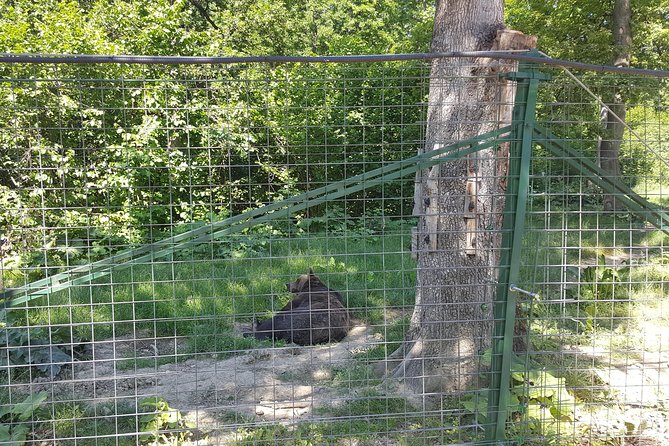 LiBearty Bear Sanctuary Zarnesti Small-Group Trip from Brasov - A quick note on ethics, and how to make your visit count