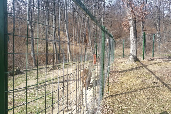 LiBearty Bear Sanctuary Zarnesti Small-Group Trip from Brasov - The 60-hectare sanctuary walk: what one hour on the trail really means