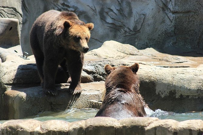 LiBEARty Brown Bear Sanctuary and the most important castles from Romania - Libearty Bear Sanctuary Zarnesti: See Bears Up Close Without the Zoo Feeling
