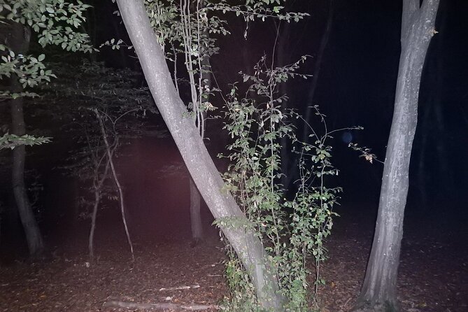 Night Tour in Hoia Baciu Forest - Getting There in Cluj-Napoca: Opera Maghiara as Your Anchor