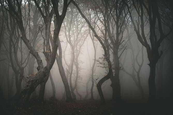 Night Tour in Hoia Baciu Forest - Who Should Book This Night Tour, and Who Might Skip It