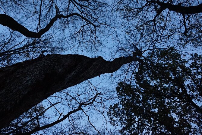 Night Tour in Hoia Baciu Forest - When to Go: Moonlit Nights, Seasonal Atmosphere, and a Late-June Warning