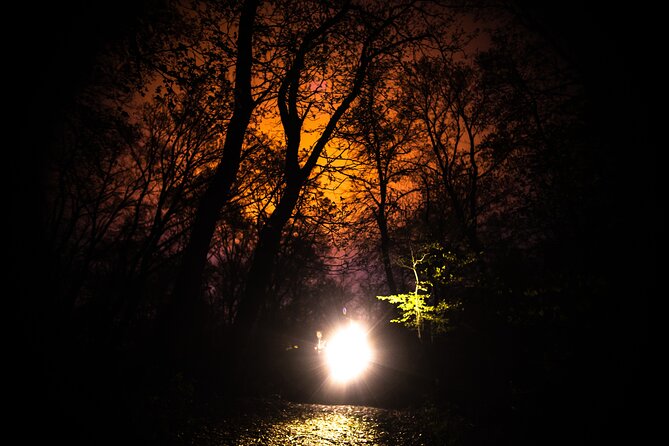 Night Tour in Hoia Baciu Forest - Meet Alex and Tudor: How the Stories Land in a Way You Can Follow