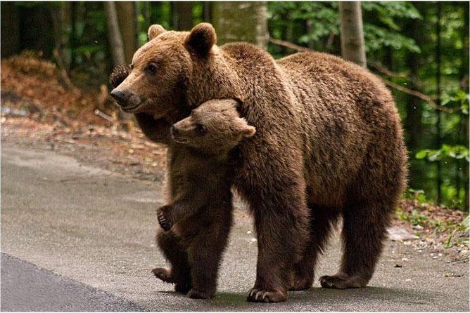 One day trip Bear Sanctuary Dracula Castel and Rasnov Fortress from Brasov - Price and Tickets: Where the Real Cost Comes From
