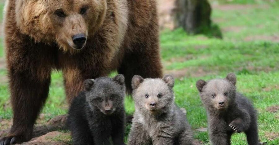 One day trip Bear Sanctuary, Dracula Castle - Liberty Bear Sanctuary Zarnesti, and why it feels different