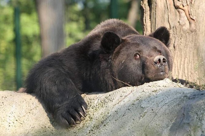 One day trip Bear Sanctuary, Dracula Castle, Rasnov Fortress from Brasov - Price and logistics: what the $60.34 really means