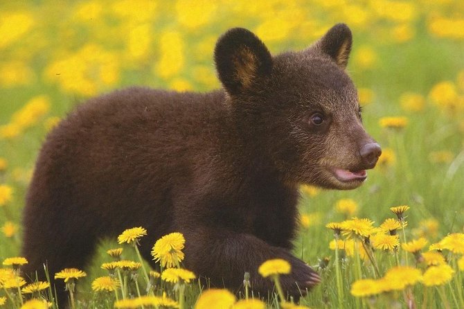 One day trip Bear Sanctuary, Dracula Castle, Rasnov Fortress from Brasov - What to pack so you are comfortable all day