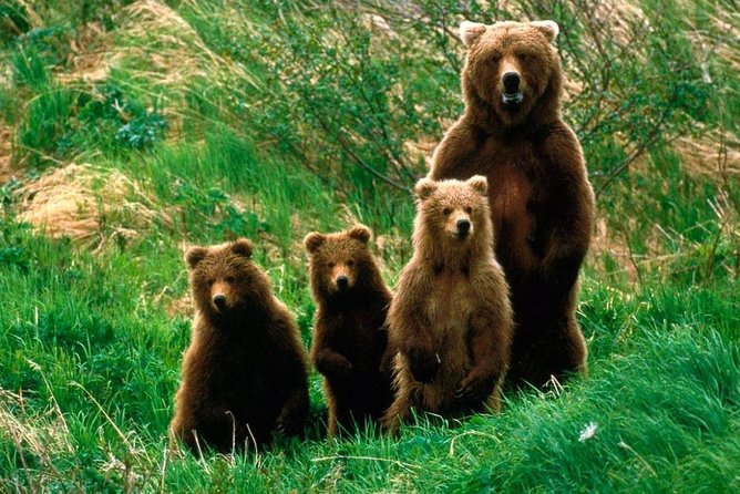 One day trip Bear Sanctuary, Dracula Castle, Rasnov Fortress from Brasov - Pickup, A/C comfort, and the small-group advantage