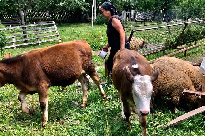 Original Carpathian Village Experience and Sinaia in one day tour - The big idea: a one-day taste of Transylvania plus Sinaia