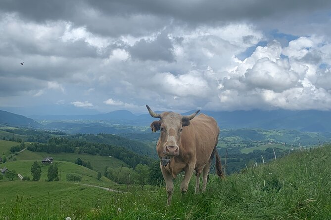 Peles castle and authentic Romanian village experience - day trip - Horse-Drawn Cart Up to 1,000 Meters: Views That Cost You a Bit of Bumpiness