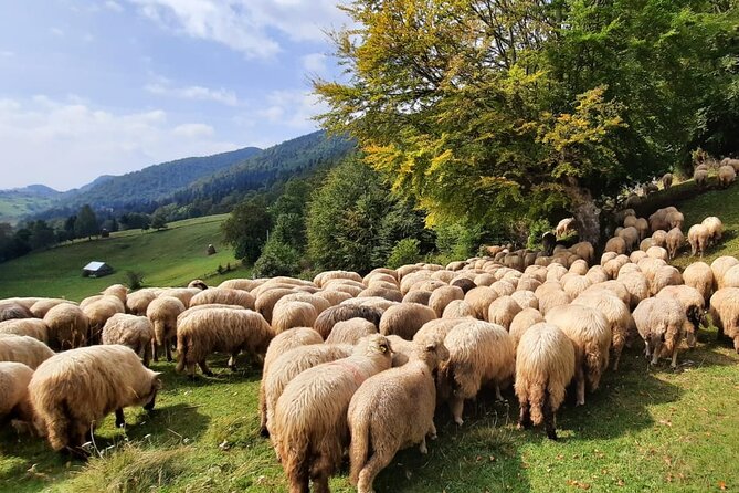 Pestera and Magura Full-Day Private Walking Tour from Brasov - Price and value: what you’re paying for at about $103 per person