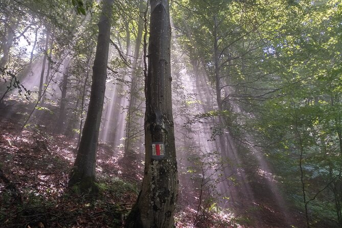 Piatra Craiului National Park Private Hiking Tour from Brasov - Bran Castle on the return drive: optional, but easy to bundle
