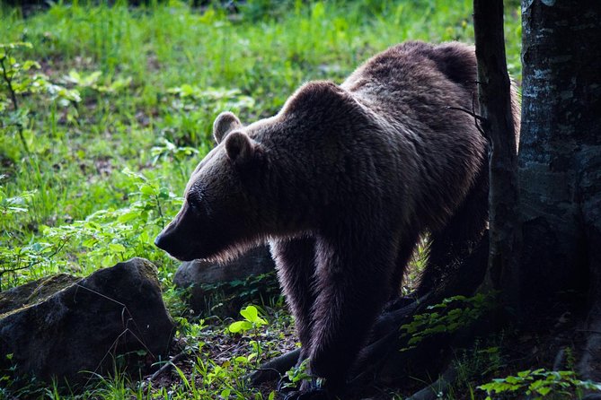 Private Brown Bear Watching Experience near Odorheiu Secuiesc - Key Highlights You Will Actually Care About