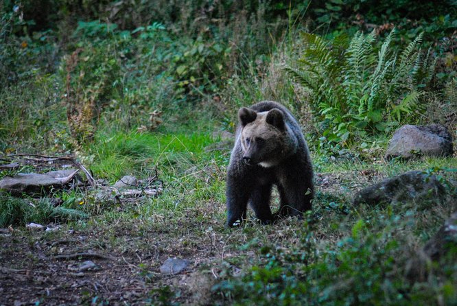 Private Brown Bear Watching Experience near Odorheiu Secuiesc - Waiting Time: How the Schedule Really Fits (and Why It’s Worth It)