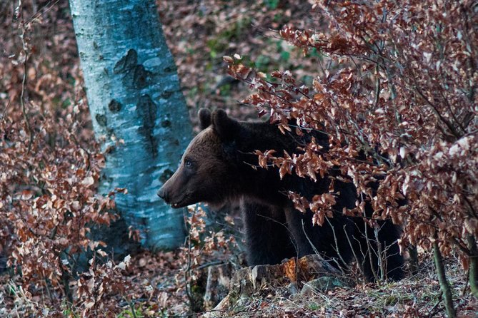 Private Brown Bear Watching Experience near Odorheiu Secuiesc - Safety and the Armed Guide Detail: What It Means for You