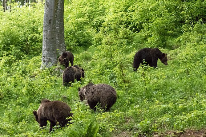 Private Brown Bear Watching Experience near Odorheiu Secuiesc - Gear and Photo Tricks: Make Your Camera Work for Bear Time