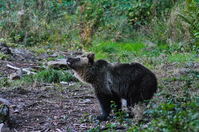 Private Brown Bear Watching Experience near Odorheiu Secuiesc - Price and Value: Why $82.80 Can Make Sense for This Kind of Trip