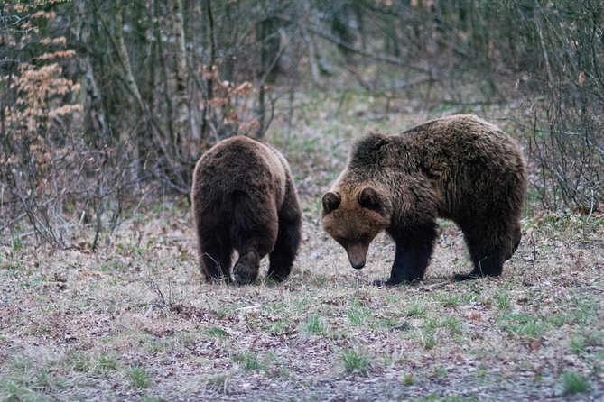 Private Brown Bear Watching Experience near Odorheiu Secuiesc - Who This Tour Suits Best (and Who Might Want a Plan B)