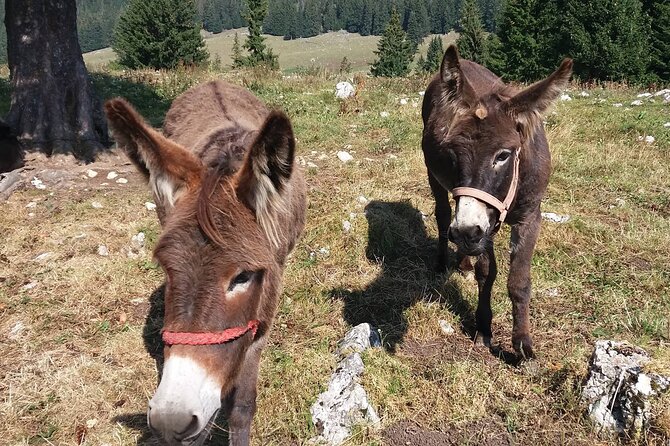Private Full-Day Hiking Tour in Piatra Craiului National Park - Stop 2: Cabana Curmătura in Poiana Curmăturii