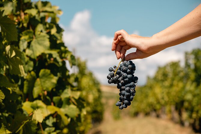 Private Tasting Expedition Along Romania’s Most Famous Wine Route - The Second Cellar Tasting: Seeing How Styles Shift