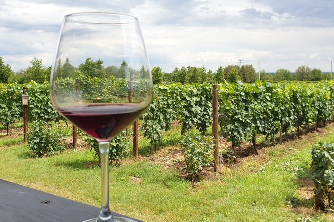 Private Wine Tasting in Cellar and the Winemaking process - Who This Bucharest Wine Tour Fits Best