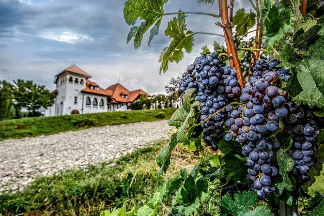 Private Wine Tasting in Cellar and the Winemaking process - Should You Book This Private Romanian Wine Tasting Day?