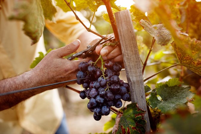 Romanian Wine Tasting - The guide experience: what makes it work smoothly