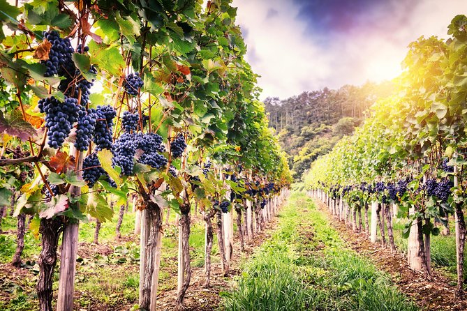 Romanian Wine Tasting - Getting there: pickup, timing, and how the day moves