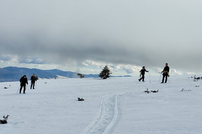 Snowshoeing Fun Tour from Cluj Napoca - Small-group size, English service, and why $120 can make sense