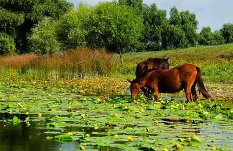 Sulina: Letea Forest Day Trip - Key things to know before you go