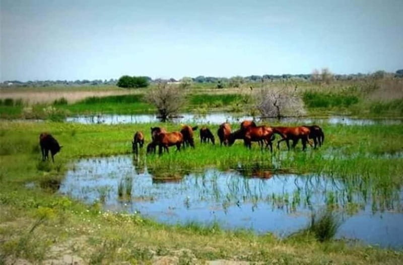 Sulina: Letea Forest Day Trip - Sulina to Letea, a day built around the delta’s rhythm