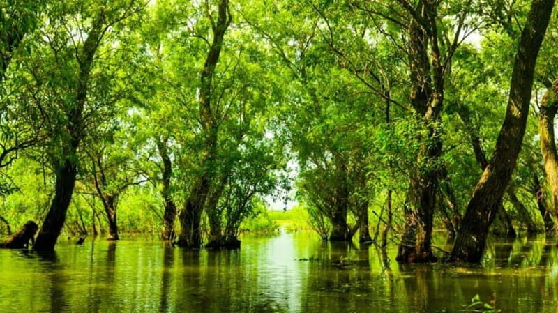 Sulina: Letea Forest Day Trip - Danube Delta boat ride: birds, canals, and how close you get