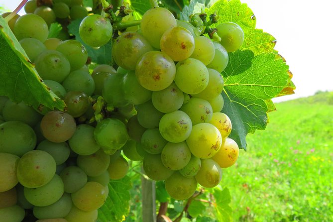 The wine route by bike - The road experience: paved ease, optional gravel adventure