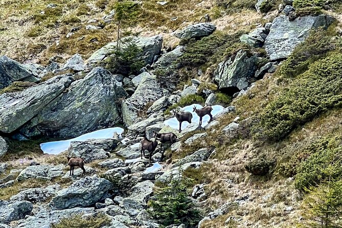 Transfagarasan Highway and Bran Castle Day Trip From Brasov - Le Lac Balea hike: altitude, terrace lunch, and when the air feels thin