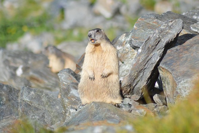 Transfagarasan, Vidraru and Poenari Fortress Tour from Sibiu - Sibiu to Transfăgărășan Highway, and why you should take it this way